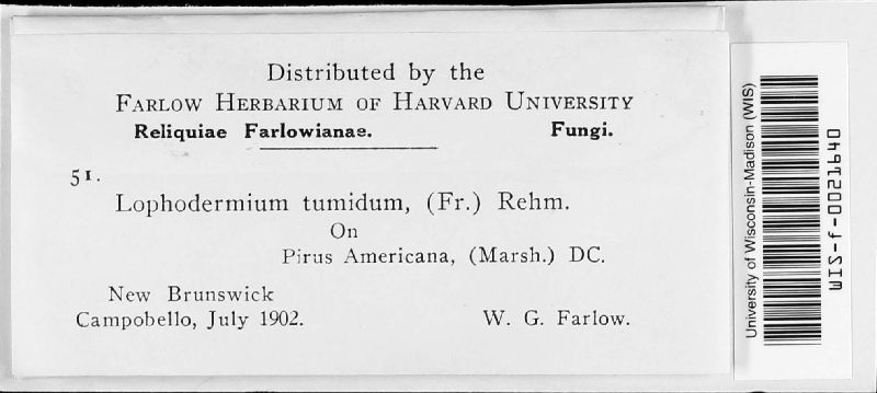 Coccomyces tumidus image