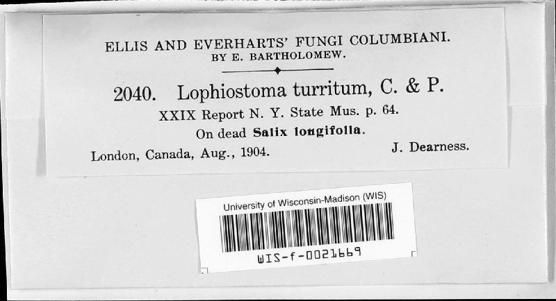 Lophiostoma turritum image