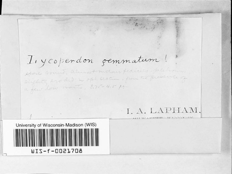 Lycoperdon gemmatum image