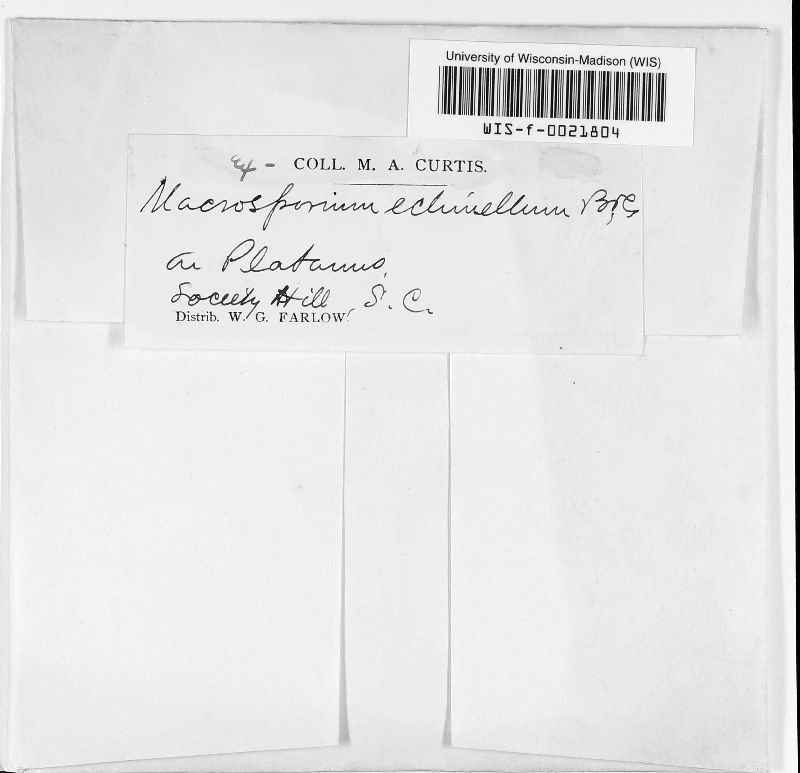 Macrosporium echinellum image