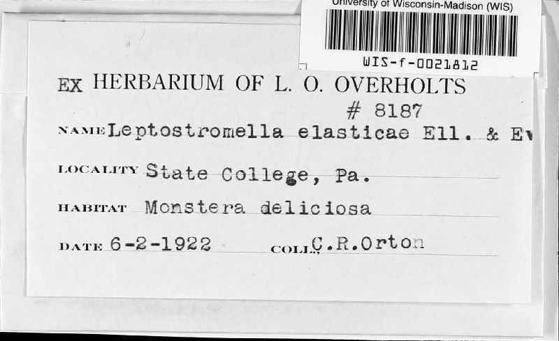 Leptostromella elastica image