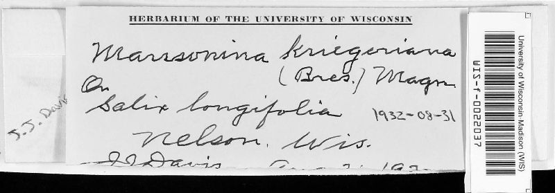 Marssonina kriegeriana image