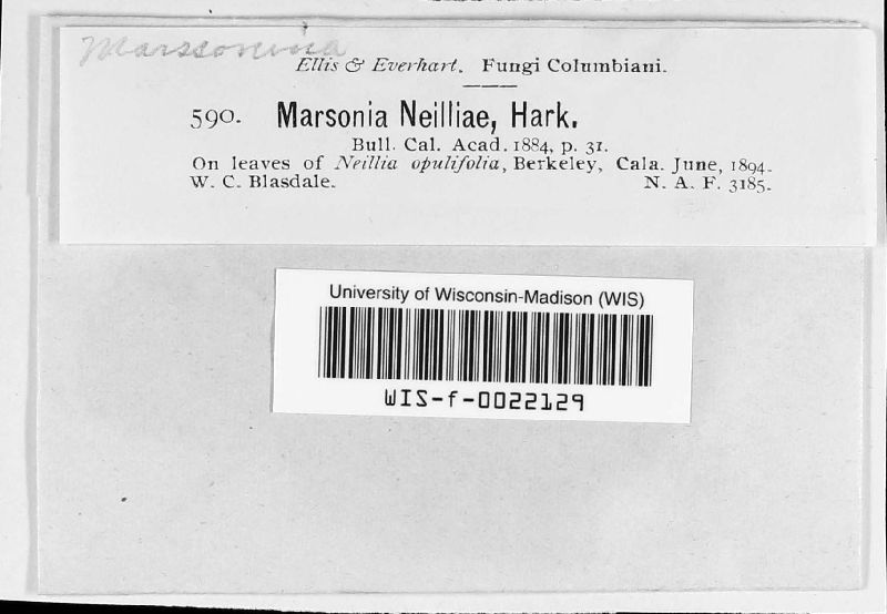 Marssonina neilliae image