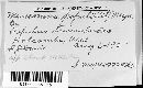 Drepanopeziza populorum image
