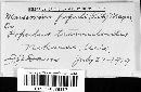 Drepanopeziza populorum image