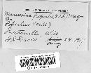 Drepanopeziza populorum image