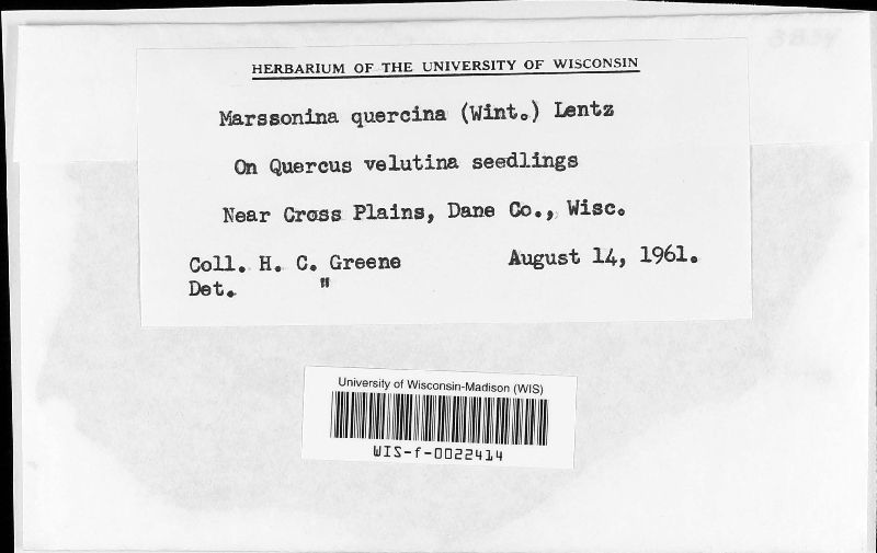 Marssonina quercina image