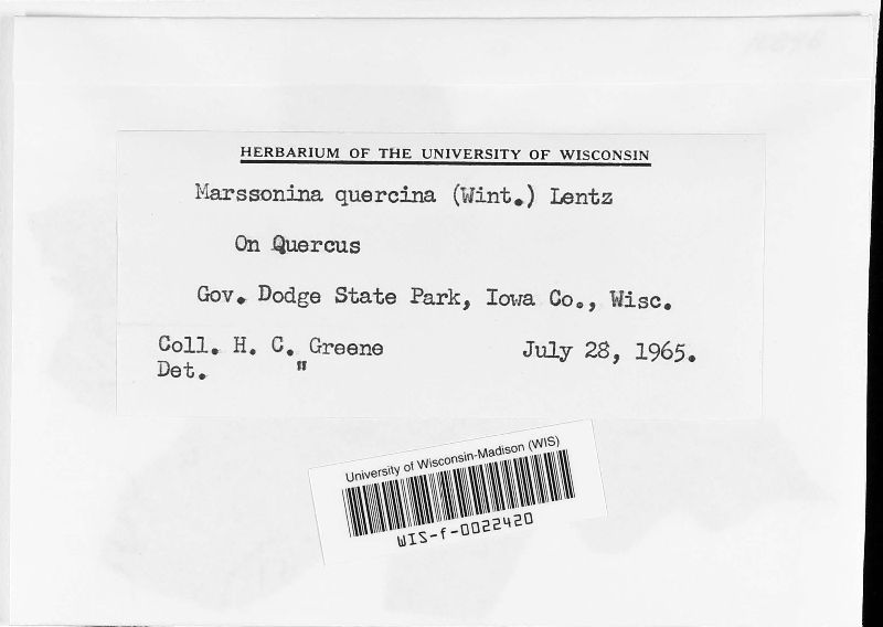 Marssonina quercina image