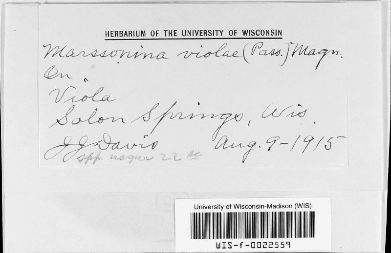 Marssonina violae image