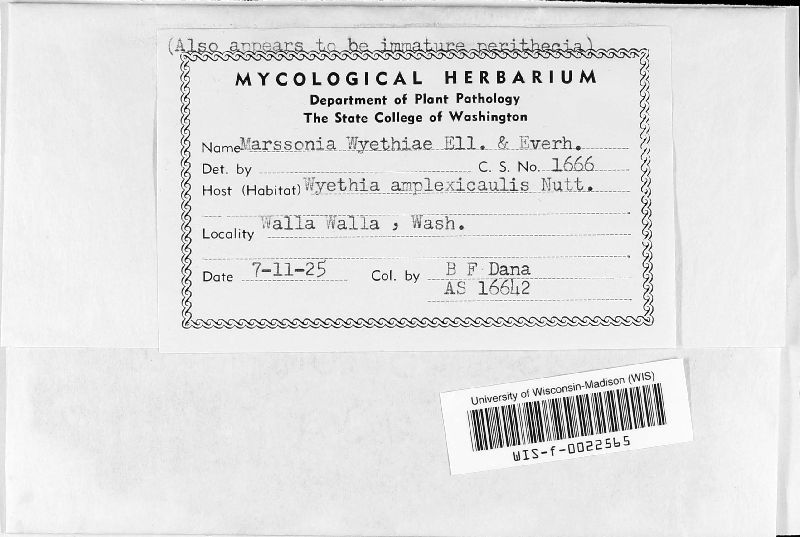 Pseudodidymaria wyethiae image