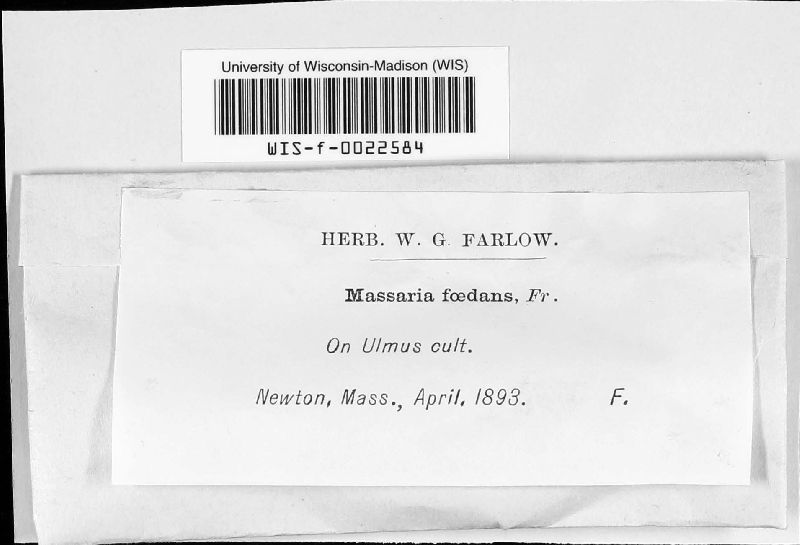 Massaria foedans image