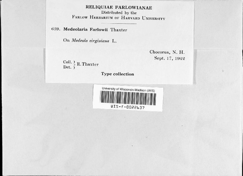 Medeolaria farlowii image