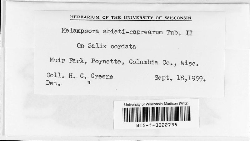 Melampsora abietis-caprearum image