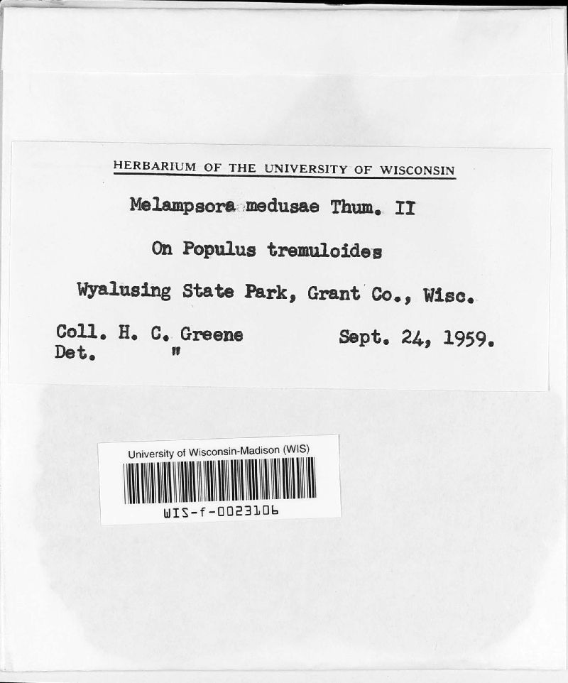 Melampsora medusae image