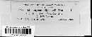 Melampsora paradoxa image