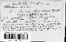 Melampsora paradoxa image