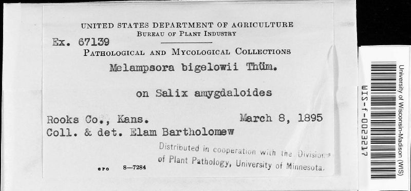 Melampsora paradoxa image
