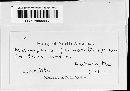 Melampsora paradoxa image