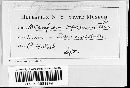 Melampsora paradoxa image