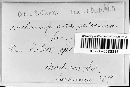 Melampsora paradoxa image