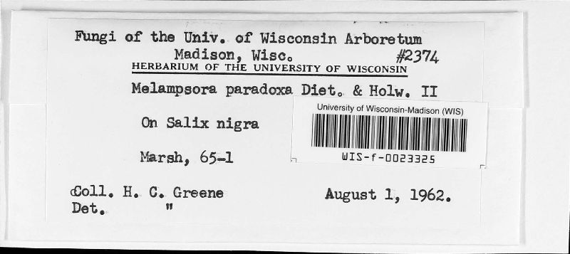 Melampsora paradoxa image