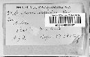 Melampsora paradoxa image