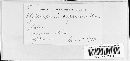 Melampsora paradoxa image