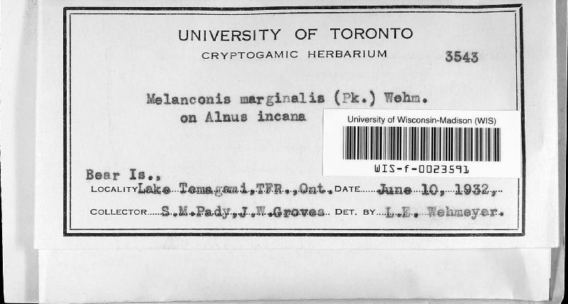Melanconis alni var. marginalis image