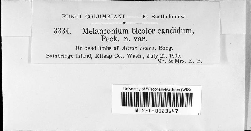 Melanconium bicolor var. candidum image