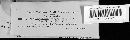 Melanconium viscosum image