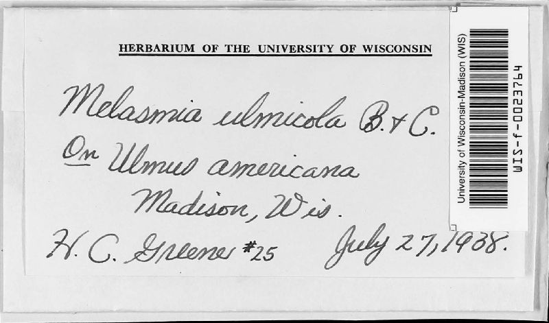 Melasmia ulmicola image