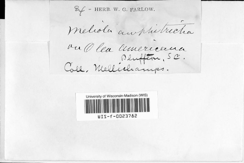 Meliola image