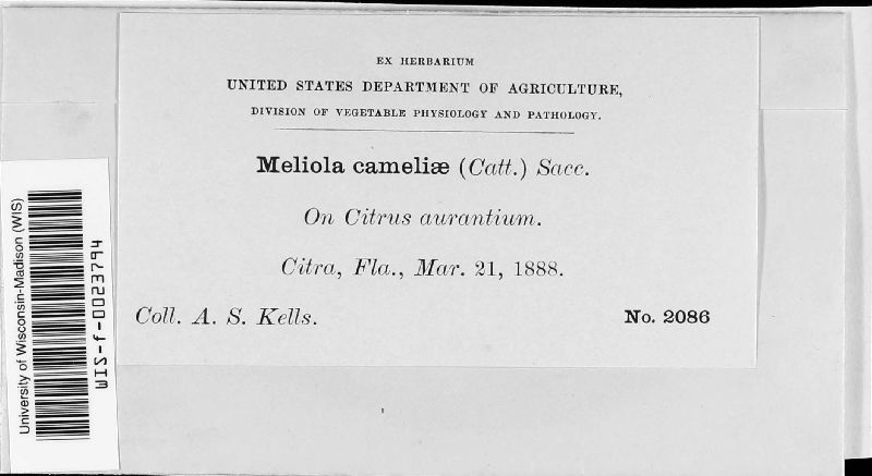 Meliola cameliae image