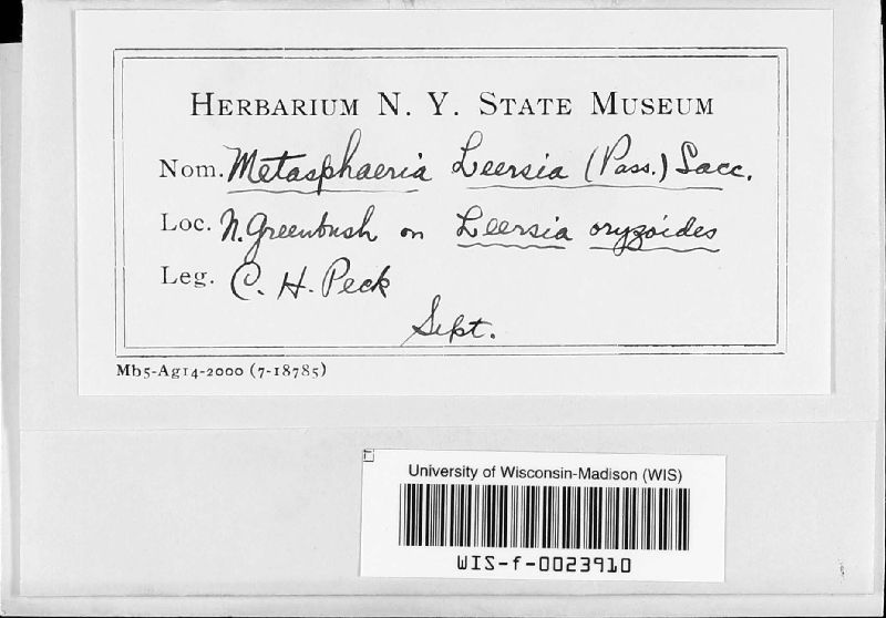 Metasphaeria leersiae image