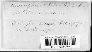 Erysiphe penicillata image
