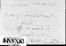 Microsphaera ravenelii image