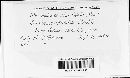 Erysiphe penicillata image