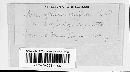 Microsphaera diffusa image