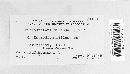 Microsphaera diffusa image