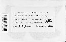 Microsphaera diffusa image