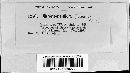 Microstroma album image
