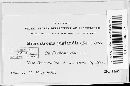 Microstroma juglandis image