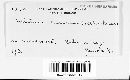 Mitrula laricina image