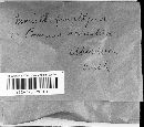 Monilinia fructigena image