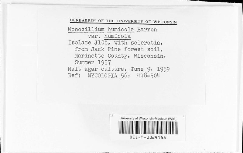 Monocillium image