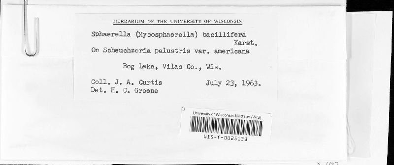 Mycosphaerella bacillifera image