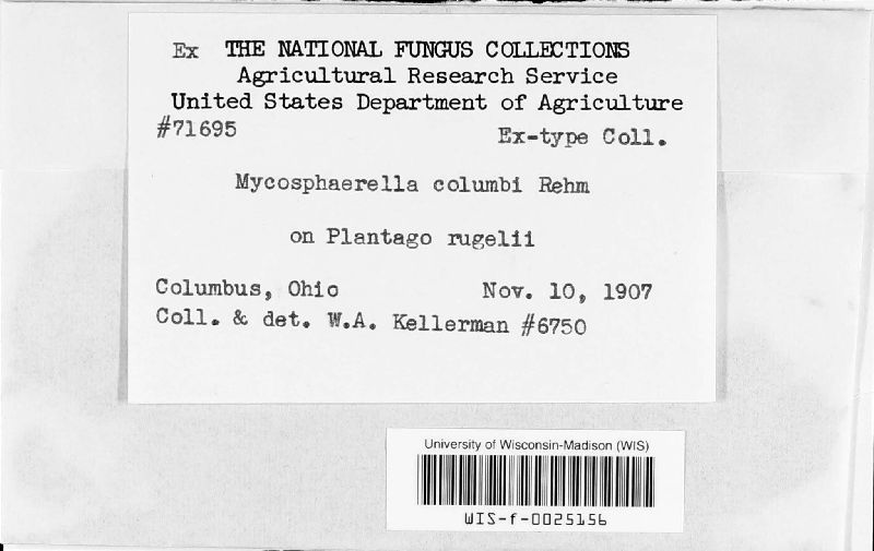 Mycosphaerella columbi image