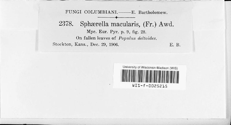 Mycosphaerella macularis image