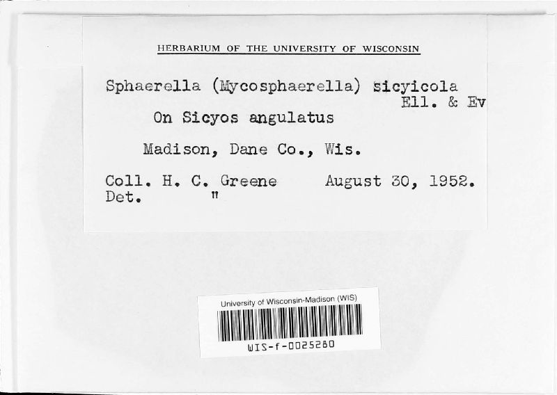 Mycosphaerella sicyicola image