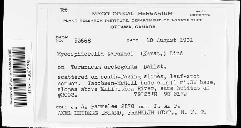 Mycosphaerella taraxaci image